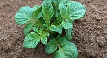 Důvody, proč brambory na zahradě rostou špatně a co dělat